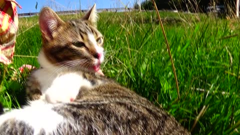 A Kitten Must Be Clean Even When Hiking