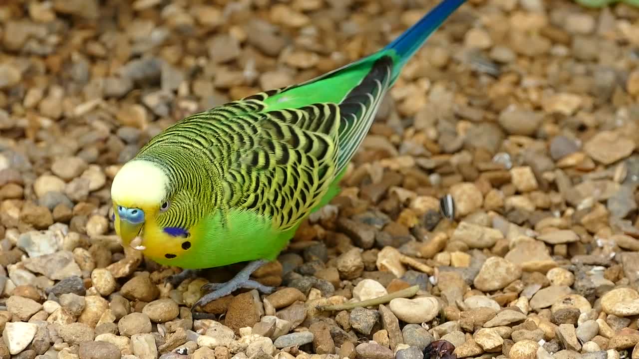 a beautiful and aweasome parrot eating