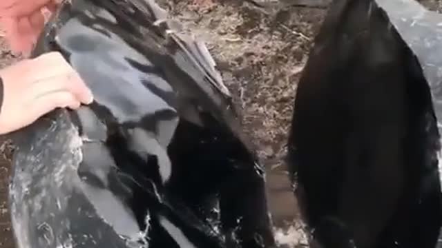 Obsidian but it's not in Minecraft