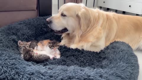 Golden Retriever Reacts to Tiny Kittens in his Bed