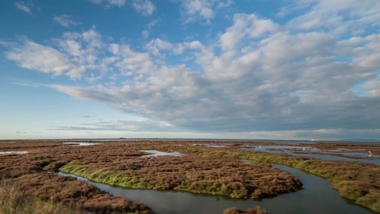 Shot from an all-terrain vehicle in the swamp