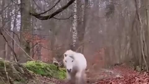 Highlights # funny # pets # animals # Watch and laugh again