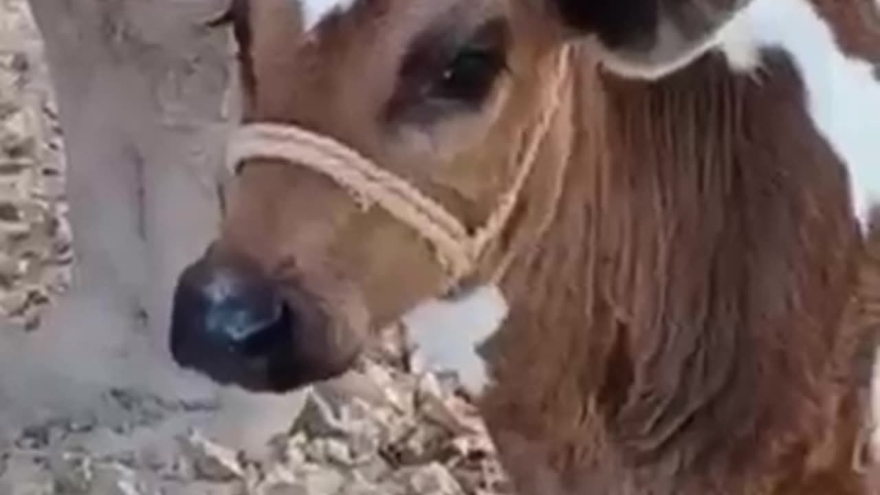 Animal video