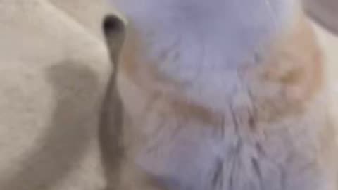 Cute Cat Gif