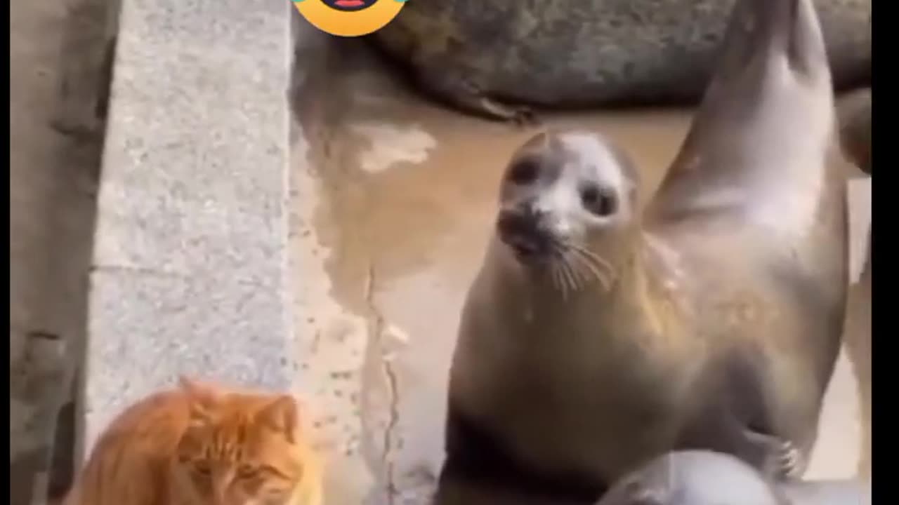 Funny animal