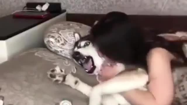 Vocal dog gets 'spoiled' with attention in the morning 😂
