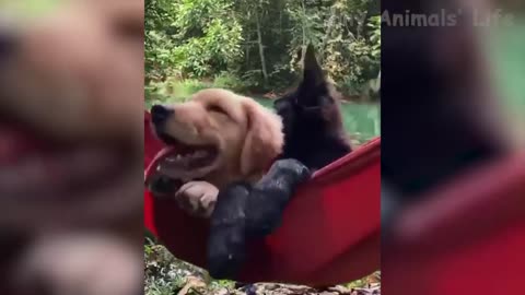 Funniest Dog and Cat