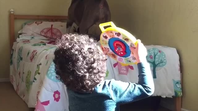 dog chases light