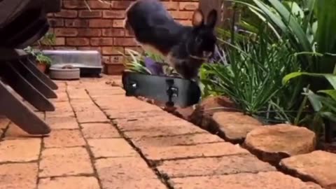 Skater bunny
