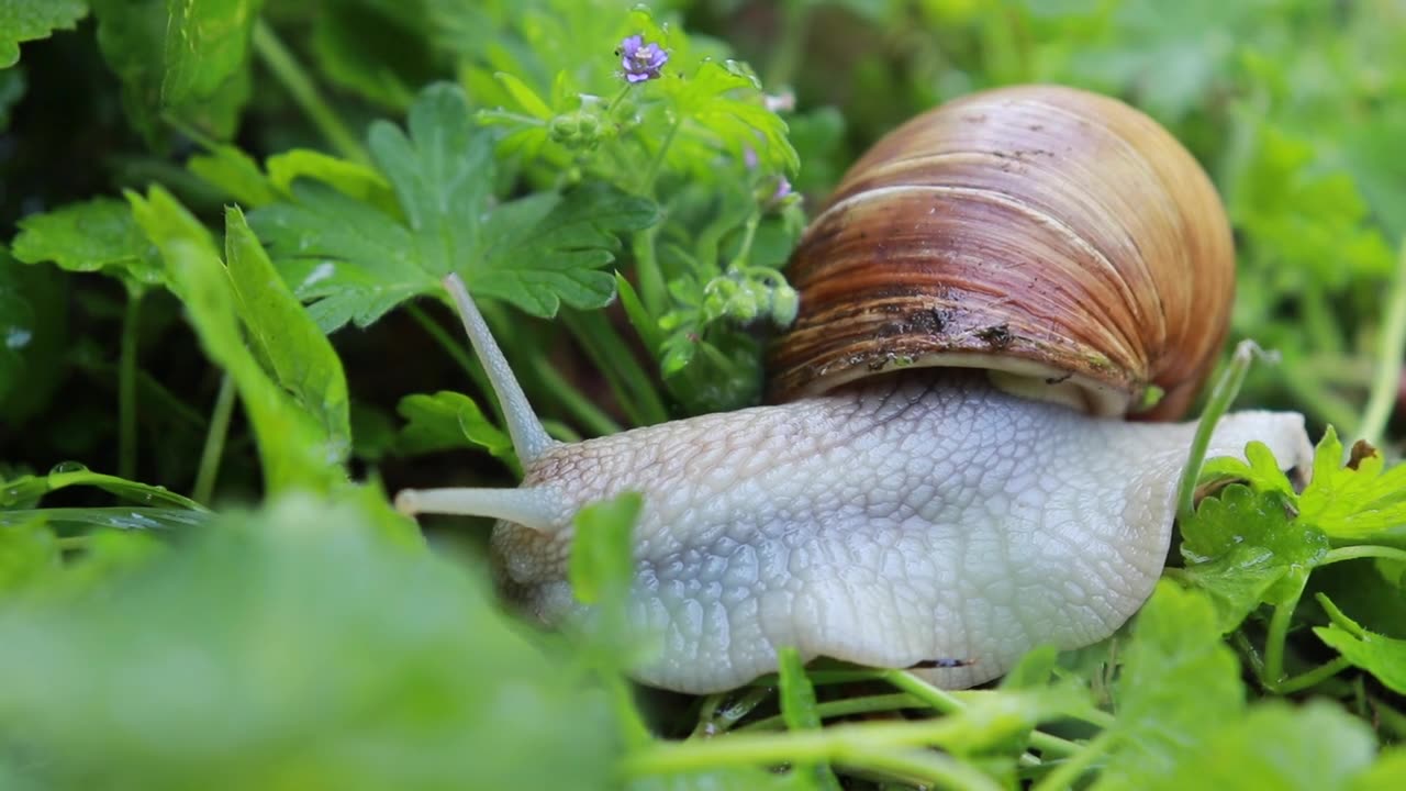 Snail Nature Shell