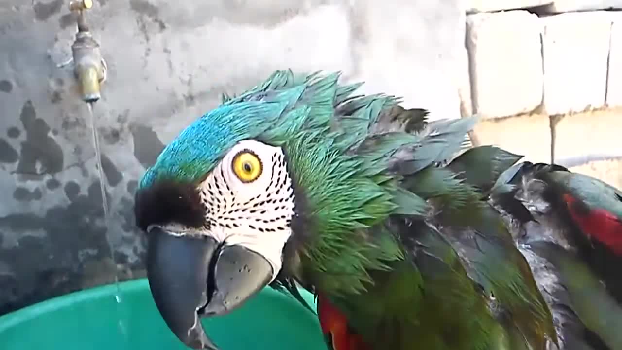 Guacamaya cariseca, Ara severus, cantando en un Samán en Cali, Colombia / Chesnut-fronted Macaw