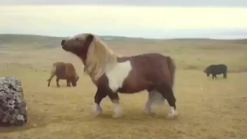 A horse on the grassland.