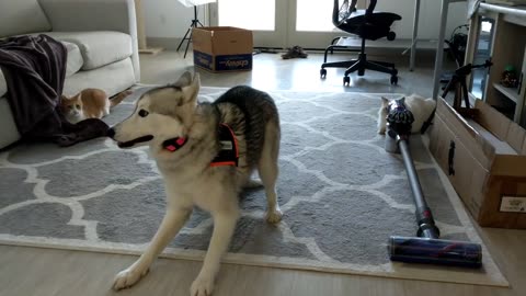 Energetic Husky Playing Indoors