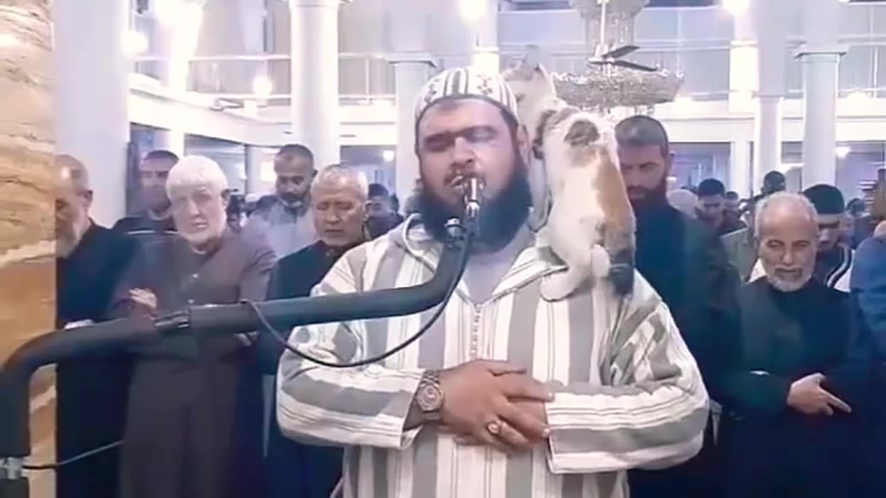 A cat jumps on the Imam's shoulder | Funniest Cats Videos πΊ Best Funny Animal Videos Of The 2023
