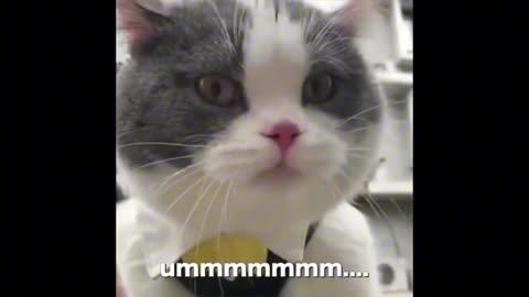 Funny cat video | Commedy video | talking to cat