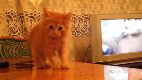 Funny Cats Compilation (Most Popular) Part 1
