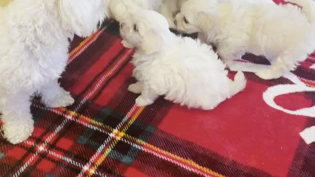 Mom Works on Weening Her Puppies