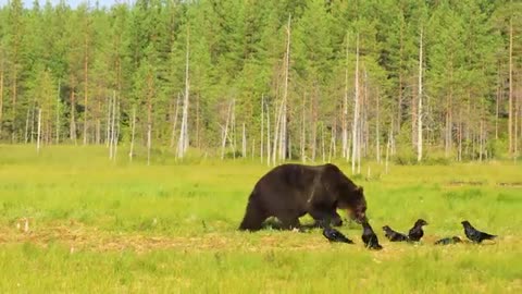 Animals Of The World Horse Relax - Scenic Wildlife Film With Calming Music