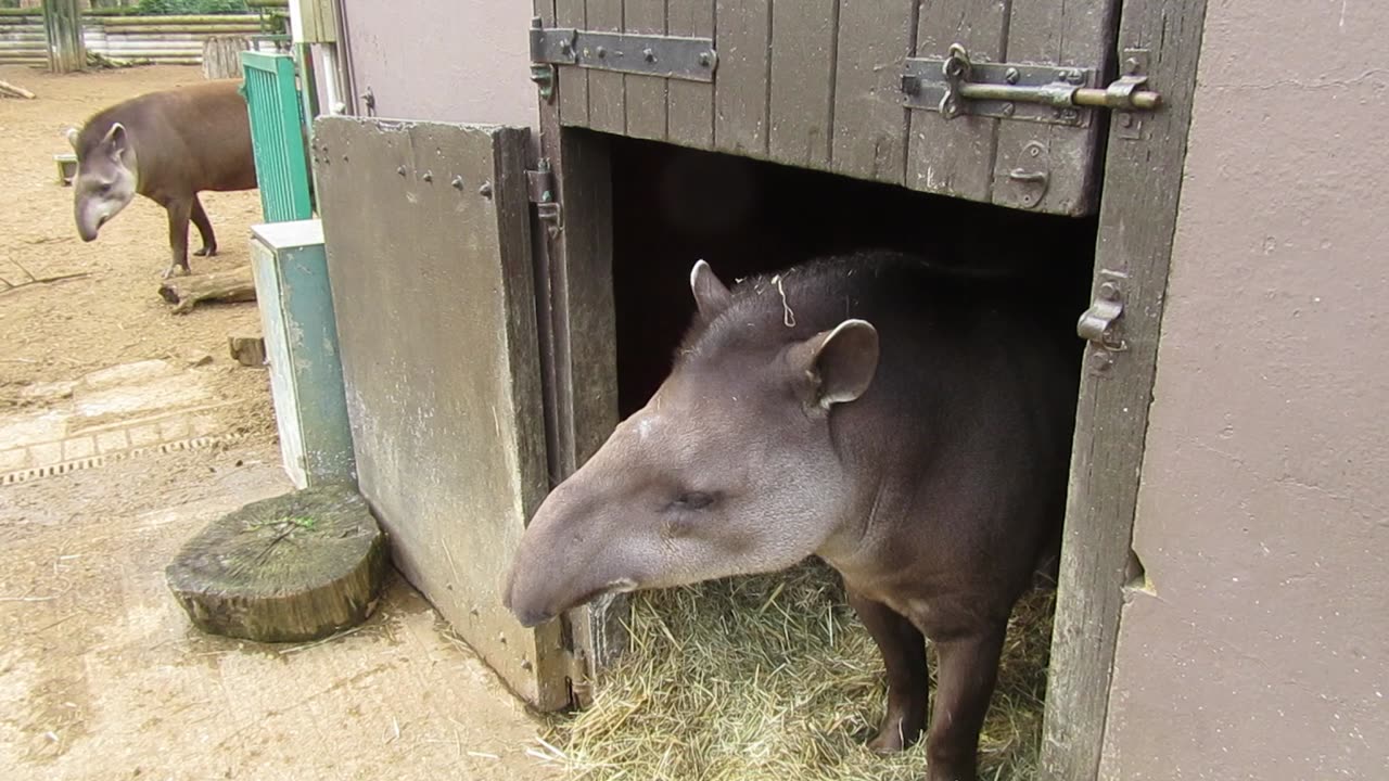 Big animals video watch