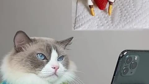 Early thanksgiving! 😂