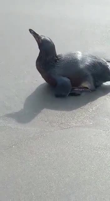 Tonga: Oil spill seriously affected Peru's Pacific coast