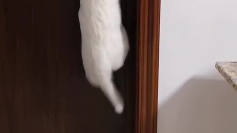 FUNNY CAT