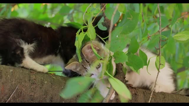 Stray kitten on a tree branch. Stray cat is an un-owned domestic cat