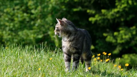 beautiful cat