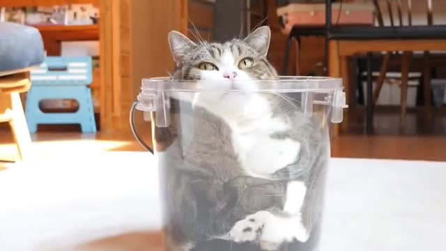 Suchasmallbottlecangoin,thecatismadeofwater.