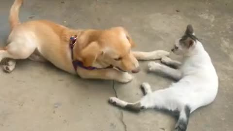 Dog finds his best friend cuddly.