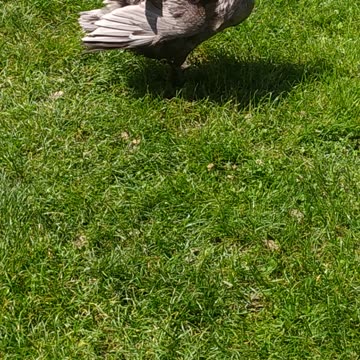 Flora is s model 💚🍄🦆