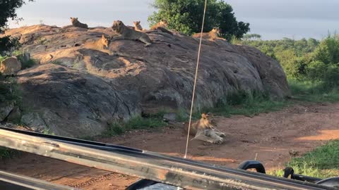 Lion Pride. Olifants North. Greater Kruger National Park