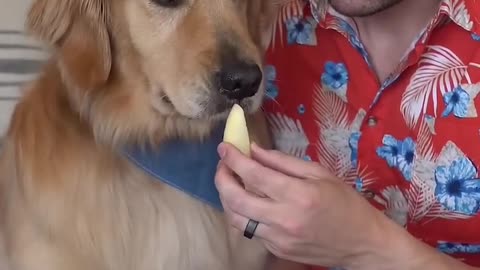 Dog picks favorite bbq food! #goldenretriever #dog