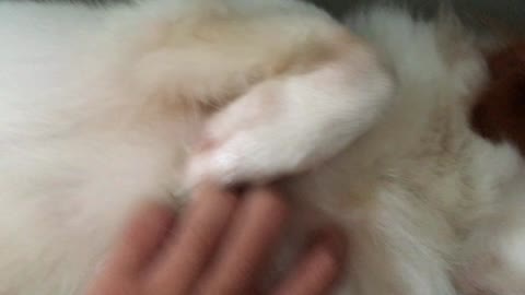 The dog wants to scratch while he was sleeping