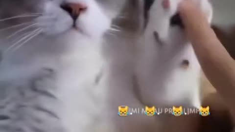 the cat waves his hand