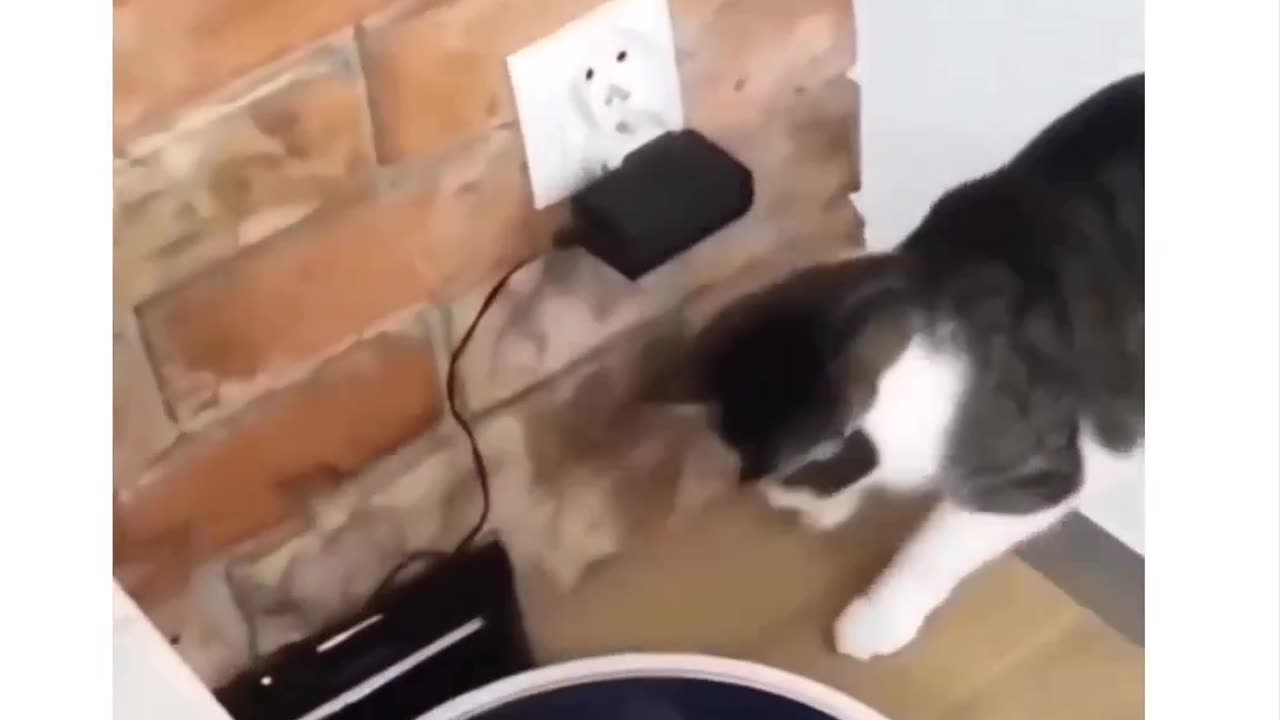 Cat makes people think how