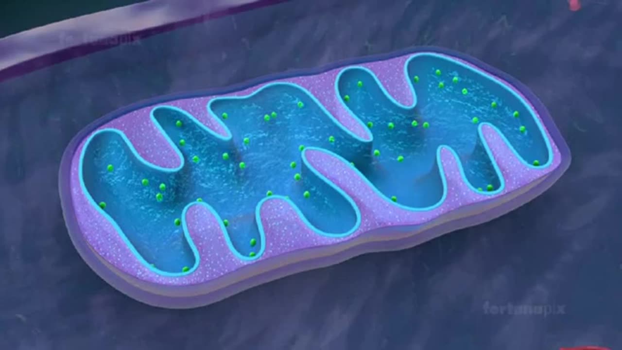 How mitochondria look in human and animal