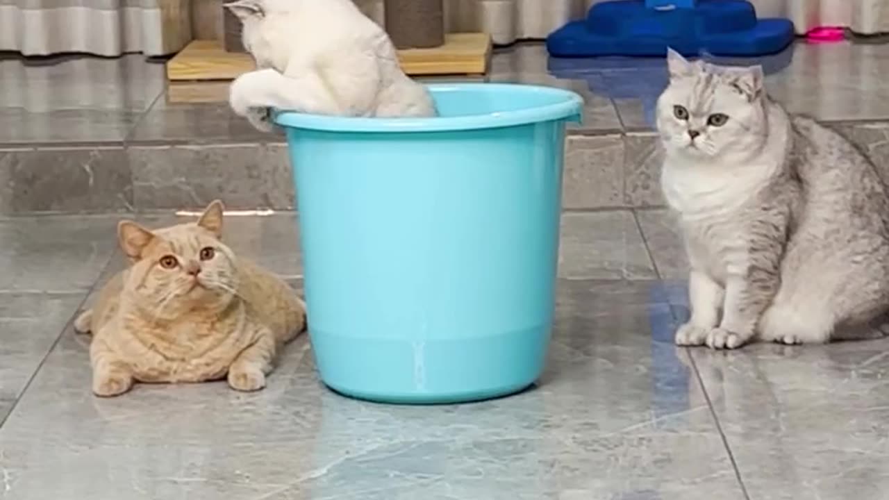 Cats funny
