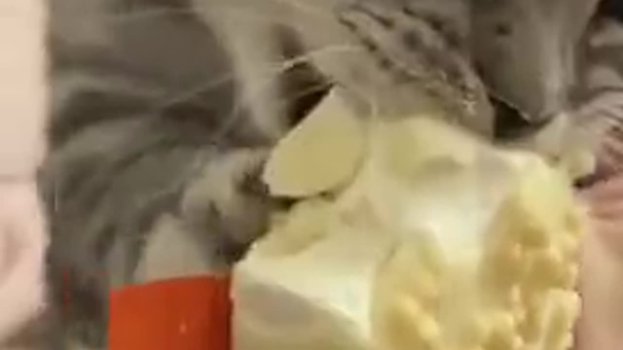 Cute Cat Consumes Ice Cream