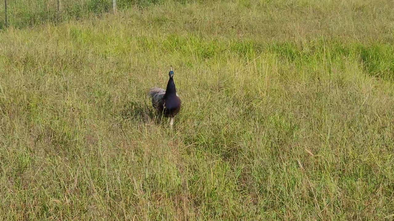 Peacock