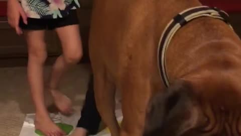 Doggy Plays Twister by His Own Rules