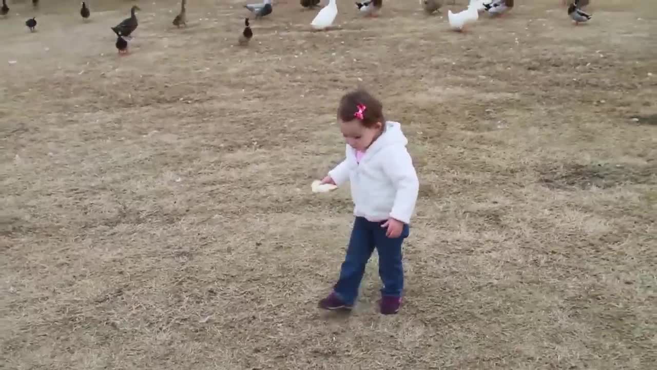 Baby Quinn feeding ducks at the park