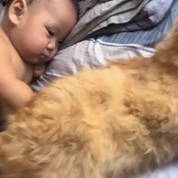 This Cat Is Ready To Be A Pillow🙀