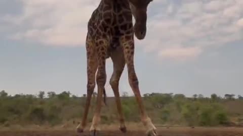 Giraffes are so tall that they have to squat down with their feet to drink