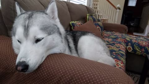 Hiccuping husky tries to sleep