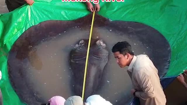 Stingray caught in Cambodia is world's largest freshwater fish