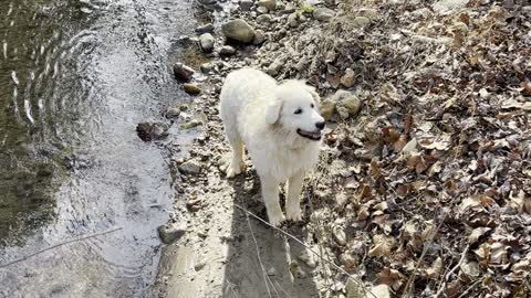 Pups Enjoying a Drink from the Creek!