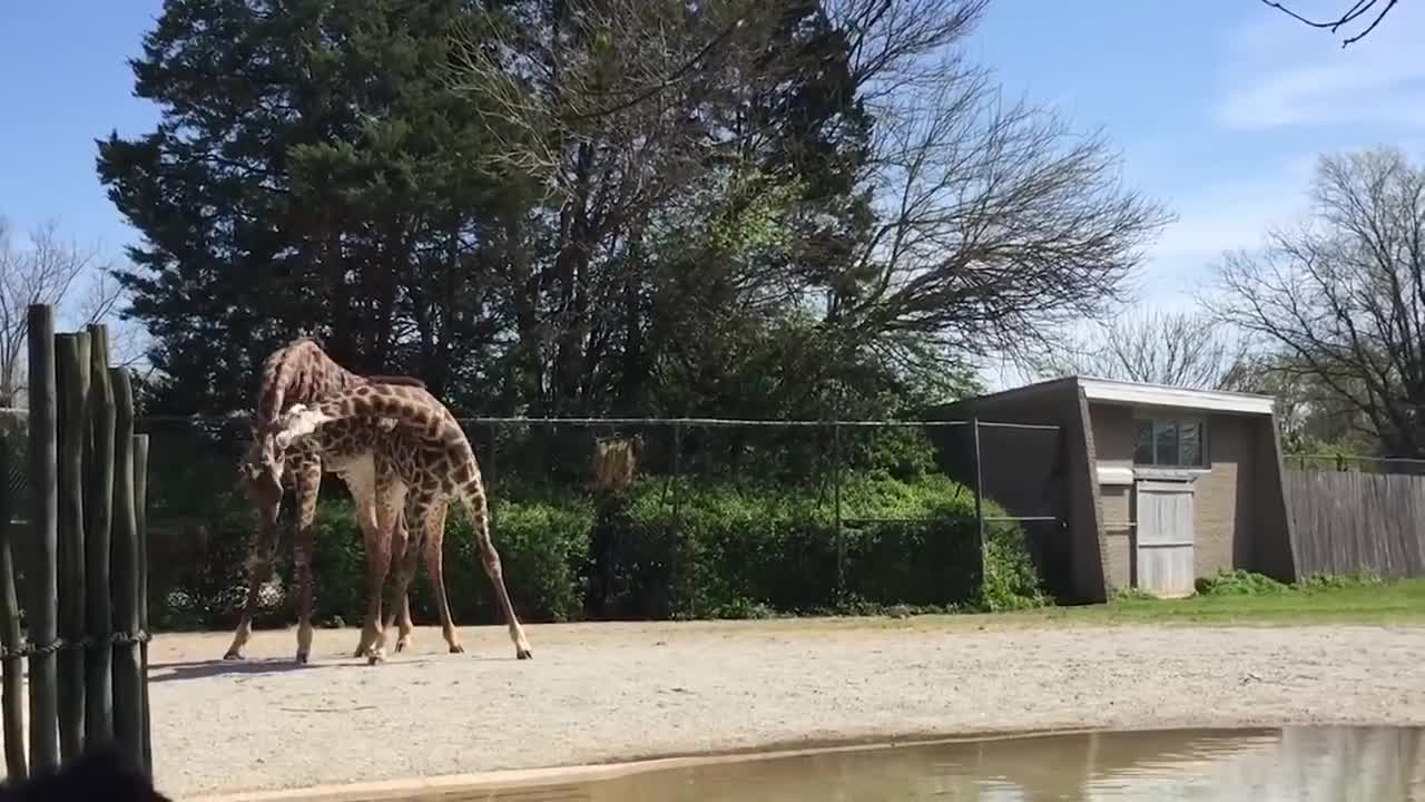 Top Weird Pets & Animals Compilation of 2023 _ Funny Pet Videos