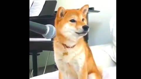 adorable puppy singing