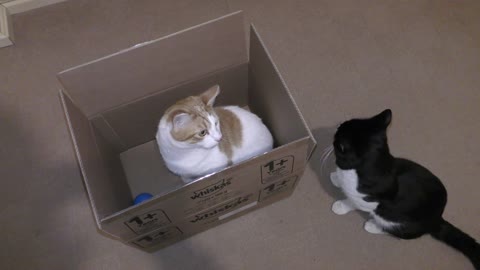 Cats Fight Over Box Again 4K